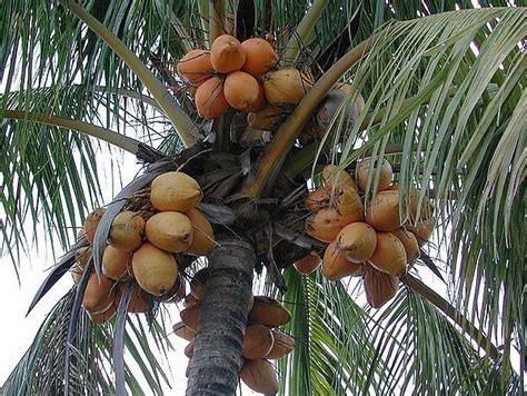 Cocos Nucifera Maypan Palmpedia Palm Grower S Guide Coconut