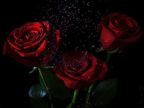 Black And Red Roses Wallpapers - Wallpaper Cave