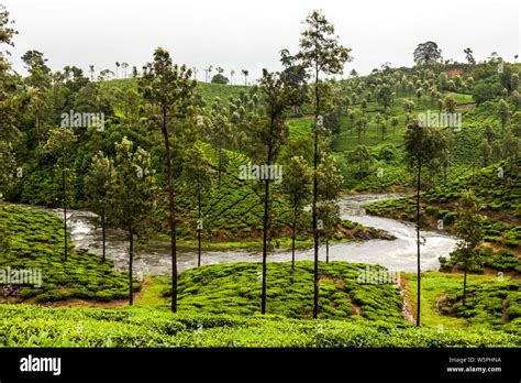 Valparai tea estate hi-res stock photography and images - Alamy