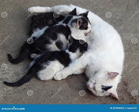 Mom Cat and Cute Baby Kittens Stock Image - Image of children, parent ...