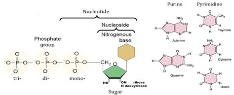 Difference Between Nucleotides And Nucleosides Protonstalk