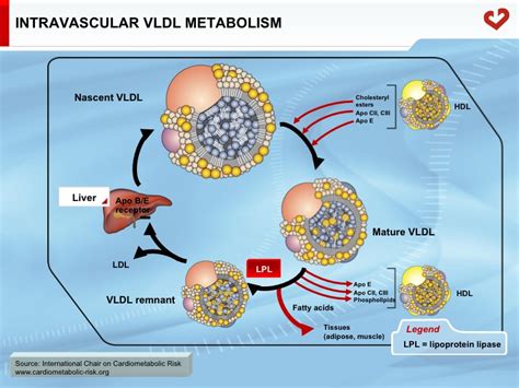 Intravascular VLDL metabolism - My Healthy Waist