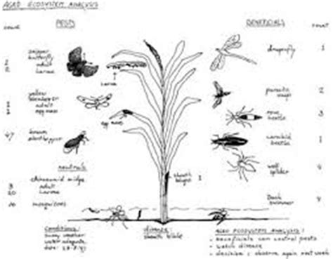 Agroecosystem Analysis - Assignment Point