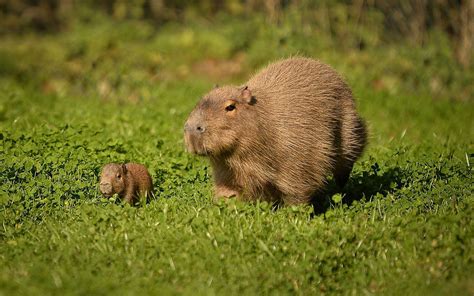 Первая прогулка Baby Animals Pictures, Like Animals, Funny Animals ...