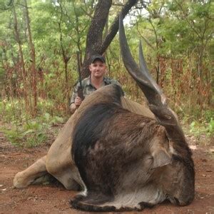 Hunting Lord Derby Eland | AfricaHunting.com