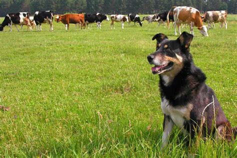 How to Train Your Dog to Herd Cattle | Wag!