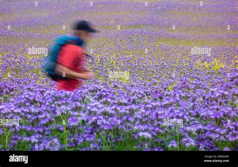 Jogger Wildblumenwiese Fotos Und Bildmaterial In Hoher Aufl Sung Alamy