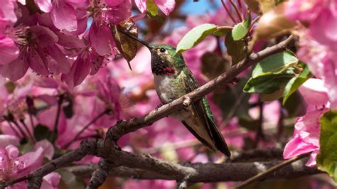 Broad-tailed Hummingbird | Audubon Field Guide