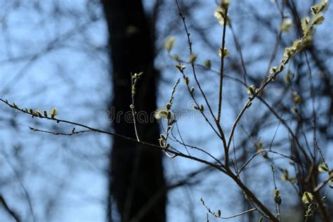 Flowering Bush Of Pussy Willow In The Forest Stock Image Image Of April Flowering 145899329