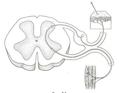 IGCSE The Reflex Arc Diagram | Quizlet