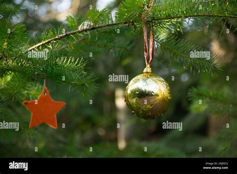 christmas in the forest Stock Photo - Alamy