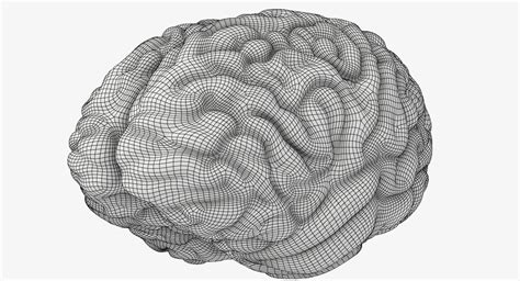Мозг человека 3D Модель $79 - .3ds .fbx .obj .lwo - Free3D