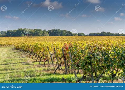 Vineyards in Medoc Region Near Bordeaux in France with Hills Grapes and Trees Stock Image ...