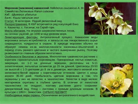 Морозник кавказский: описание, рецепты применения растения