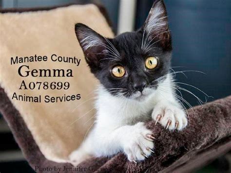 Manatee County Animal Shelter Overflowing, Commissioner Says