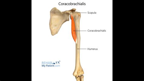 Anatomy of the coracobrachialis muscle; Attachments, nerve supply and function - YouTube