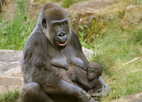 Gorilla Mother and Baby Photograph by Julie L Hoddinott - Fine Art America