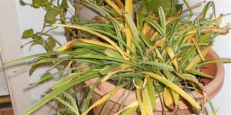 All About Spider Plants Chlorophytum Comosum Garden Lovers Club