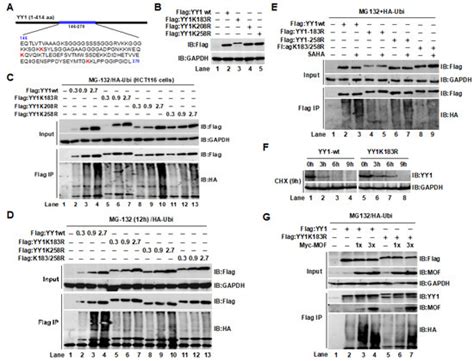 The Males Absent On The First Mof Mediated Acetylation Alters The