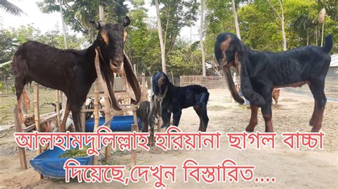 আলহামদুলিল্লাহ খামারের হরিয়ানা ছাগল বাচ্চা দিয়েছে।goatfarm Goat