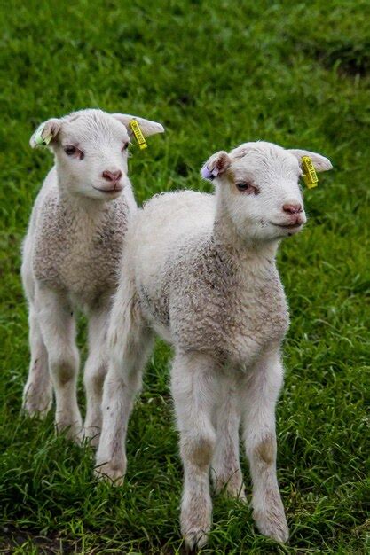 Premium Photo Portrait Of Sheep Standing On Field