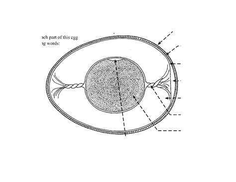 Embryology-Parts of the Egg Diagram & Purposes Diagram | Quizlet