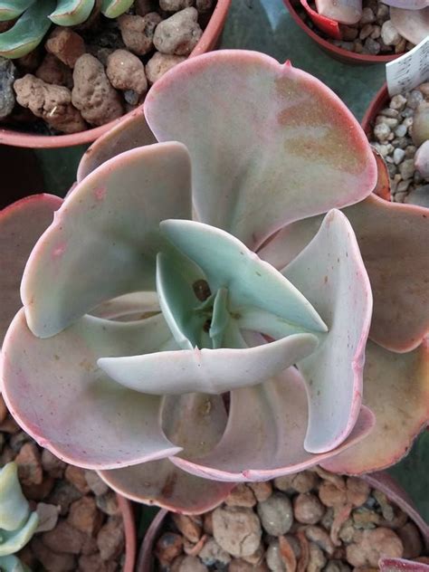 Echeveria Gibbiflora