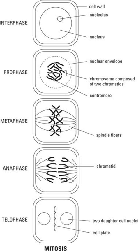 Sexual Reproduction Meiosis