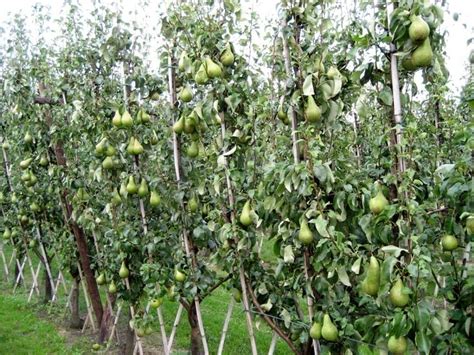 The quest for new varieties, cold-hardy rootstock | Good Fruit Grower