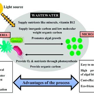 Open And Closed Pond Cultivation System Of Microalgae Open And Closed