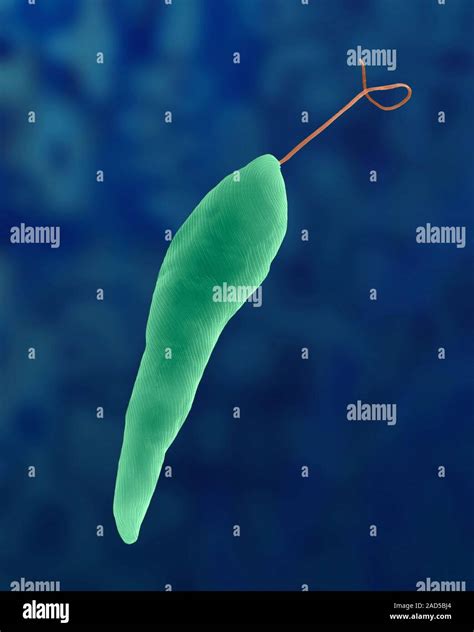 Coloured Scanning Electron Micrograph Sem Of Euglena Gracilis Fresh