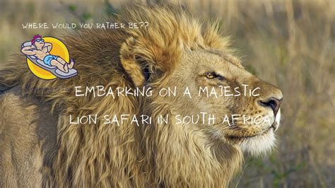 Embarking On A Majestic Lion Safari In South Africa Myths Busted Youtube