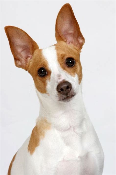 Rat Terrier Dog Breed Information And Pictures Petguide Petguide