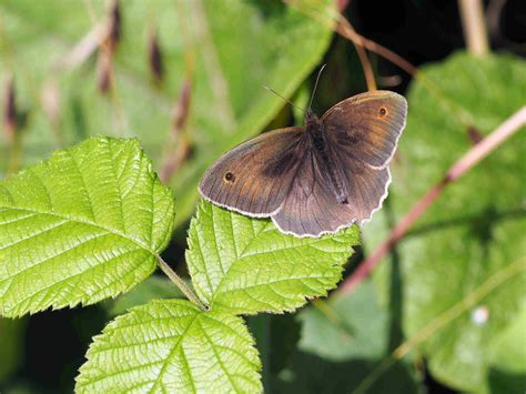 Roy's Nature Logbook: Meadow Brown Butterfly