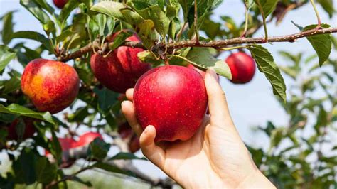 fast growing fruit trees   garden complete list