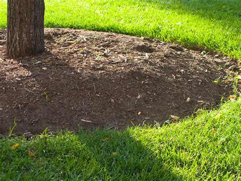 Mulch Around Tree Big Tree Supply