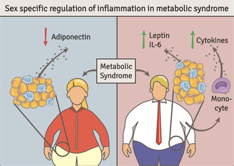 Sex Specific Regulation Of Inflammation And Metabolic Syndrome In