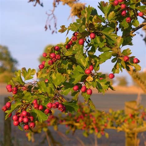 Bulk Hawthorn Berries Powder Bulkherbsandspice