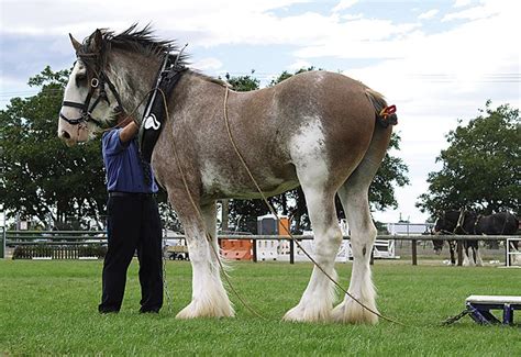 Гиганты конного мира: Клейдесдали. Тяжелая поступь шотландских гор ...