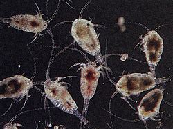 Crustaceans
