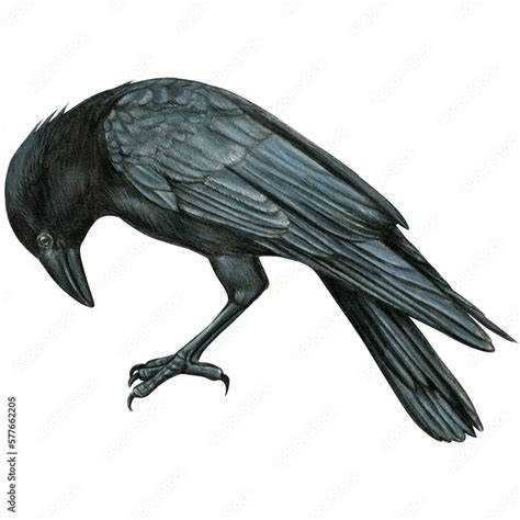 Watercolor hand drawn realistic crow Stock Illustration | Adobe Stock