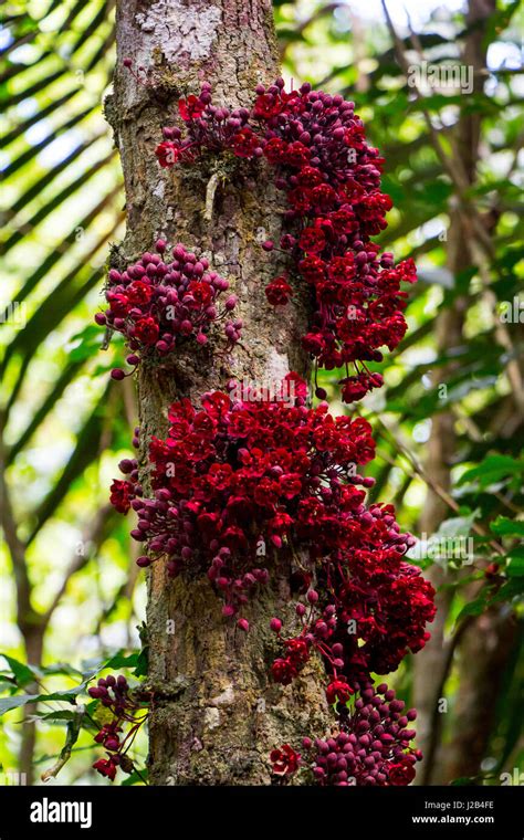 Typical amazon wild cocoa flowers blooming from the tree trunk, in ...