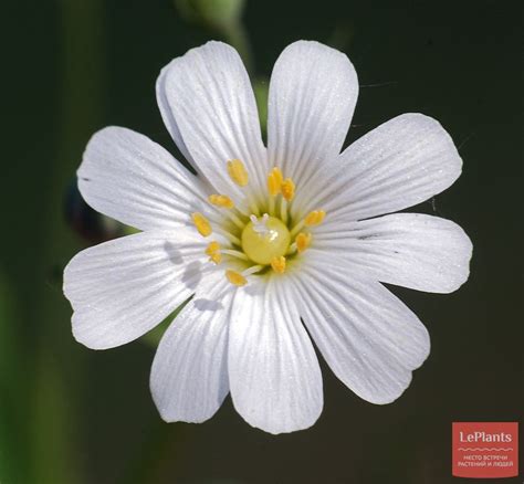 Звездчатка ланцетовидная (Stellaria holostea) — описание, выращивание ...