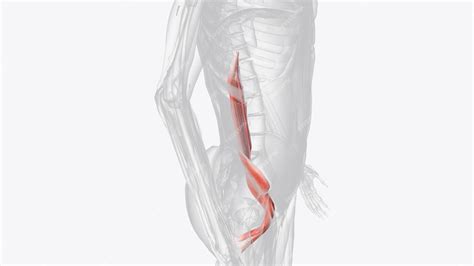 Premium Photo The Iliopsoas Muscle Refers To The Joined Psoas Major