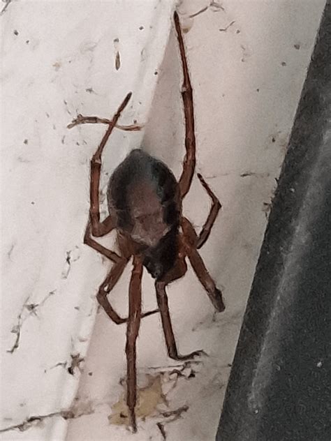 SW UK spider identification. : r/Entomology