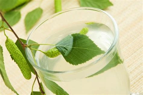 Когда и как собирать березовый сок: Польза березового сока и лечение ...