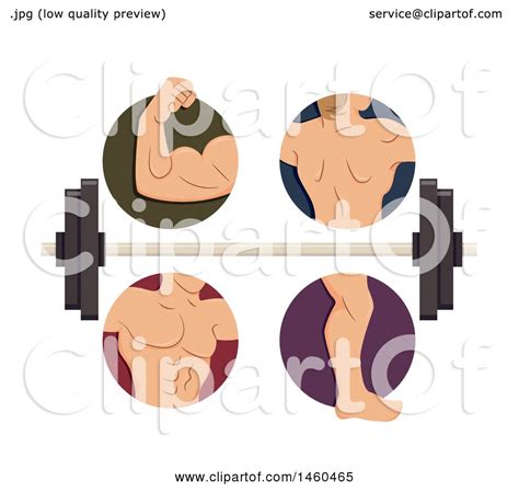 Clipart of Male Muscles in Biceps, Back, Torso and Legs with a Barbell ...