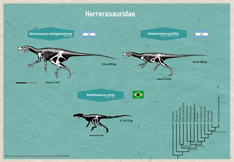 Herrerasaurus Skeleton