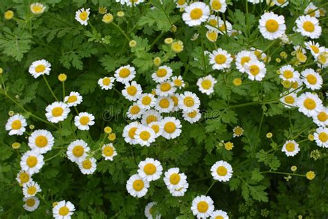 Tanacetum Parthenium Blooms in Nature Stock Photo - Image of chamomile ...