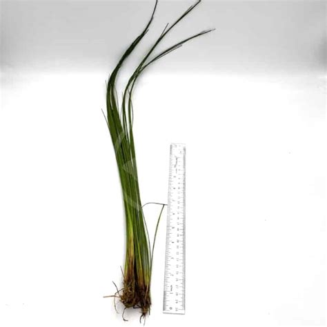 misc beg giant hairgrass eleocharis montevidensis aquatics unlimited